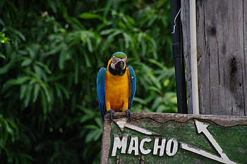 Blue macaw, colorful, tropical, bird HD wallpaper