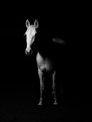 Dark, Minimalism, Bw, Chb, Horse HD phone wallpaper
