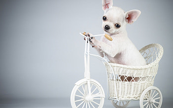 * Dog *, dog, animal, dogs, animals HD wallpaper