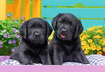 Labradors, sweet, puppies, flowers, cushions HD wallpaper