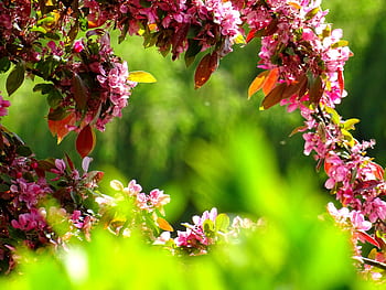Bright pink flowers blooming in a lush spring garden with vibrant green foliage. HD wallpaper