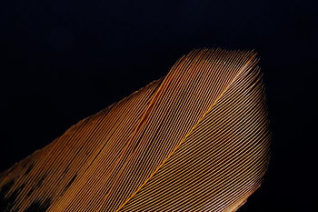 Feather, Macro, Texture, Textures, Stripes, Streaks, Pen HD wallpaper