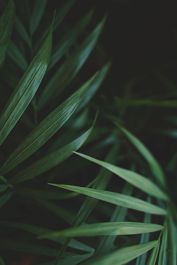 Leaves, Plant, Macro, Palm HD phone wallpaper