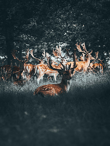 Animals, Deers, Forest, Deer, Herd, Horns HD phone wallpaper