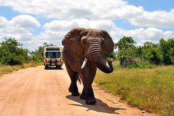 Animals, Grass, Road, Stroll, Elephant HD wallpaper