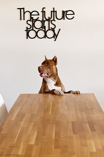 American Pit Bull Terrier sitting at a table with an inspiring message on the wall. HD phone wallpaper