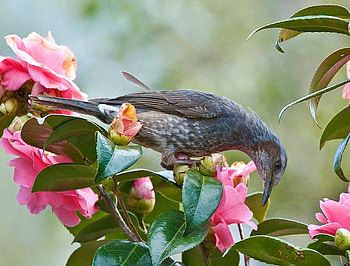 Spotted Something, starling, pink, leaves, buds, bird, green, flowers, camelia HD wallpaper
