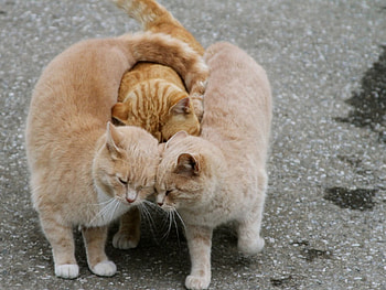 Cat family, cat, family, love, hug HD wallpaper