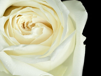 White Rose, nature, , flower HD wallpaper