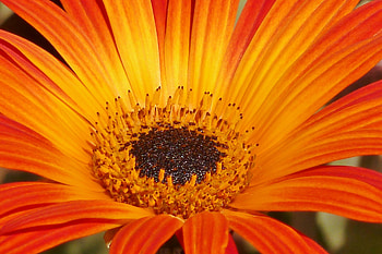 Flowers, Flower, Petals, Close-Up HD wallpaper