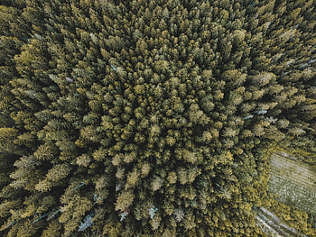 Nature, Trees, View From Above, Forest, Spruce, Fir HD wallpaper