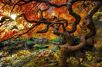 Japanese autumn, Japan, peark, fall, branches, autumn, beautiful, sun, tree, pond HD wallpaper