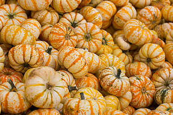 Food, Autumn, Pumpkin, Harvest, Vegetable HD wallpaper