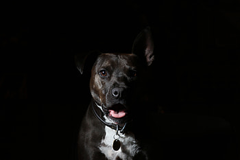 Dog, muzzle, animal, portrait HD wallpaper