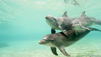 Animals, Dolfins, Family, Underwater World, To Swim, Swim, Care HD wallpaper