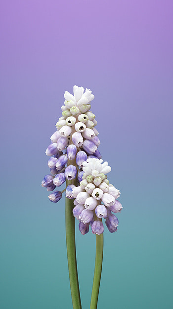 Grape Hyacinth, Hyacinth HD phone wallpaper