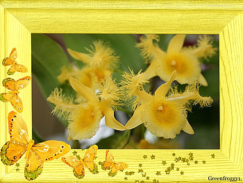 PRETTY ORCHIDS, PRETTY, FLOWERS, ORCHID, FRAMED HD wallpaper