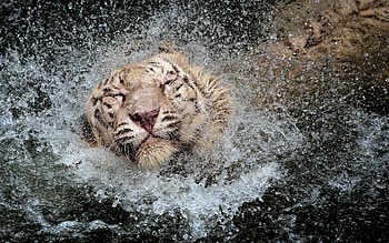 Animals, Spray, Tiger, Bathe HD wallpaper