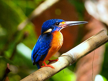 Kingfisher, colors, beautiful HD wallpaper