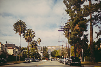 Nature, Palms, Road, Hollywood HD wallpaper