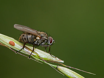 Plant, Macro, Fly HD wallpaper