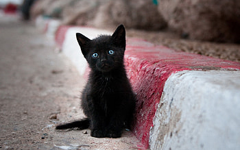 Animals, Kitty, Kitten, Street, To Stand, Stand HD wallpaper