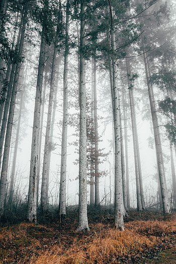 Nature, Trees, Autumn, Forest, Fog HD phone wallpaper