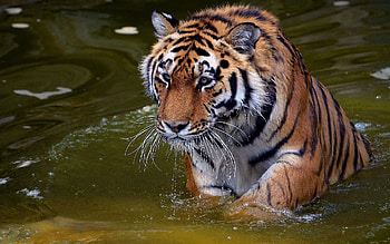 Animals, Water, Rivers, Big Cat, Stroll, Tiger, To Swim, Swim HD wallpaper