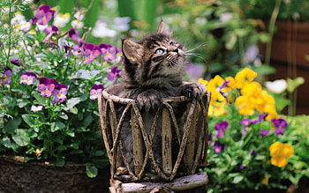 Animals, Flowers, Sit, Cat, Wicker, Braided HD wallpaper