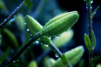 Drops, Flower, Plant, Macro HD wallpaper
