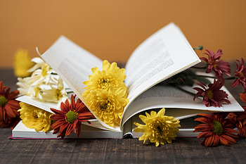 Still life, Flowers, Papers, Book HD wallpaper