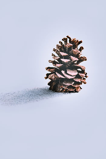 Close-up of a frosted pine cone casting a shadow on snowy ground, evoking a wintery feel. HD phone wallpaper