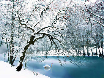 Lonely swan in lake, winter, frozen, cold, swan, nature, lonely, lake HD wallpaper