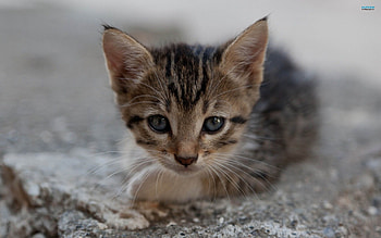 ~Little Cutie~, kitten, sweet, animal, cute, feline, cat, small, precious, laying, pet, adorable HD wallpaper