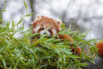Animals, Fluffy, Brown, Branches, Animal, Little Panda, Small Panda HD wallpaper