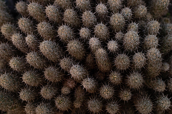 Needle, Plant, Macro, Cactus, Prickles, Thorns HD wallpaper
