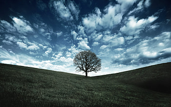 Oak Tree Hill, blue, hills, skies, beautiful, tree, rolling, lone, fields, clouds, nature HD wallpaper