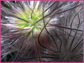 flower, nature, flowers HD wallpaper