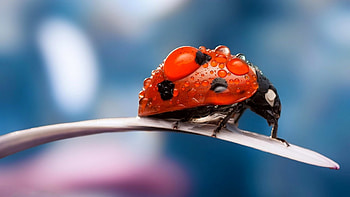 Ladybug, blue, pink, white, black, red, dot, petal HD wallpaper
