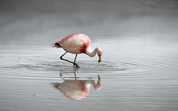 Animals, Birds, Flamingo HD wallpaper