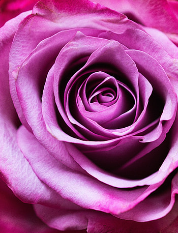 Petals, Flowers, Pink, Flower, Rose Flower, Rose, Close-Up, Romance HD phone wallpaper