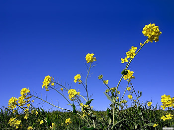 Plants, Flowers HD wallpaper