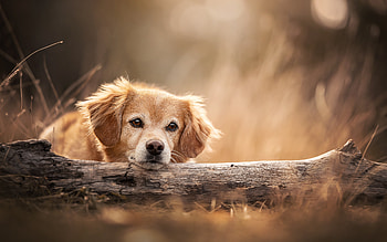 Dog, branch, animal, resting HD wallpaper