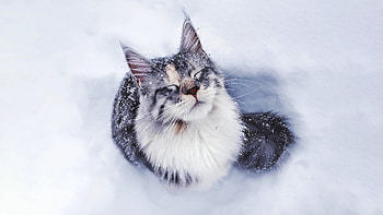 In snow, Maine Coon HD wallpaper