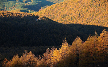 Nature, Trees, Autumn, View From Above HD wallpaper