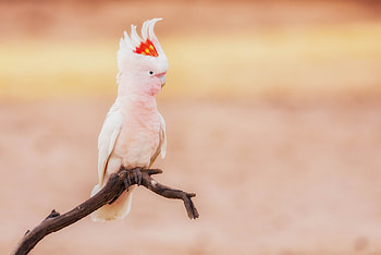 Colorful cockatoo, Majestic bird, background HD wallpaper