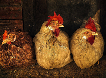 Chicken trio, Coop section, Animal treatment, Hen in resolution HD wallpaper
