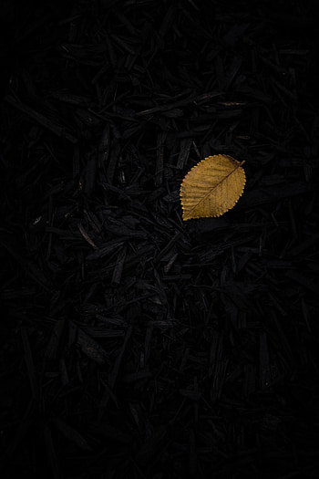 Grass, Dark, Sheet, Leaf HD phone wallpaper