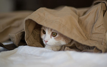 Animals, Cat, To Lie Down, Lie, Hide, Material HD wallpaper