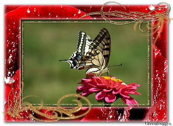 SWALLOWTAIL BUTTERFLY, PRETTY, BUTTERFLY, FRAMED HD wallpaper